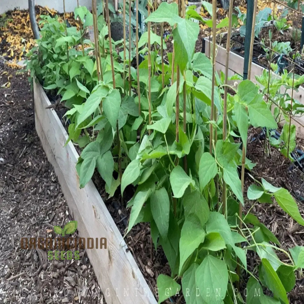 Planting And Gardening With Borlotti Bean Seeds An In-Depth Guide To Growing This Versatile