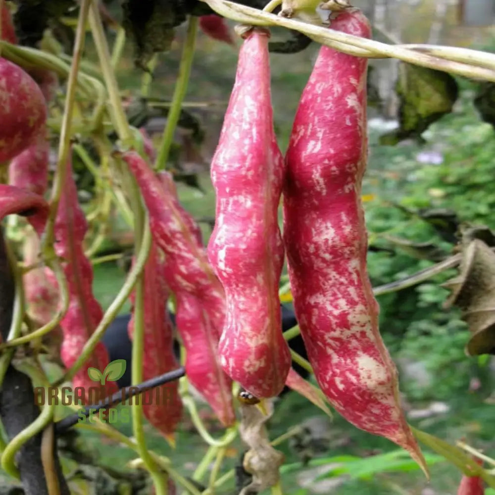 Planting And Gardening With Borlotti Bean Seeds An In-Depth Guide To Growing This Versatile