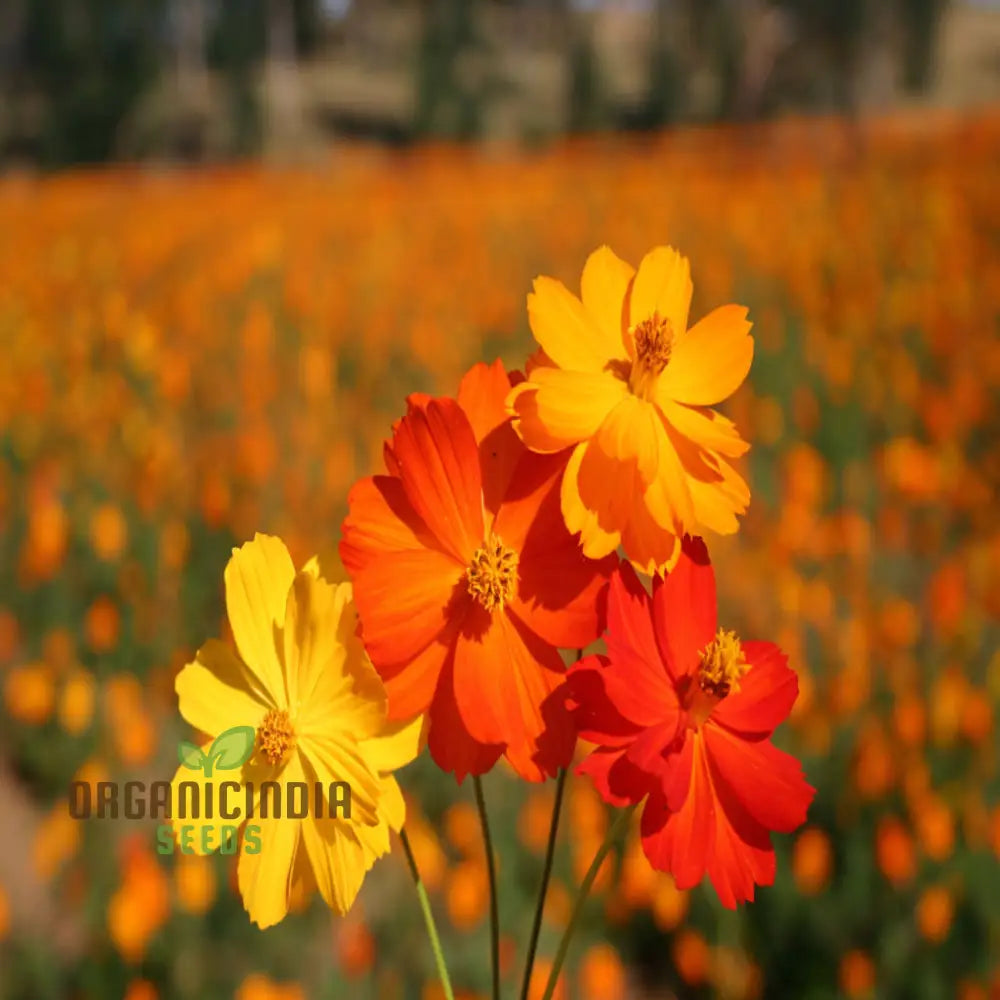 Planting And Gardening With Cosmos Bright Lights Mix Flower Seeds A Complete Guide To Growing These