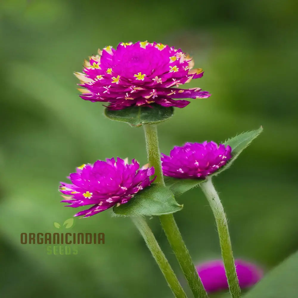 Planting And Gardening With Globe Amaranth Flower Seeds For A Vibrant Lush Garden