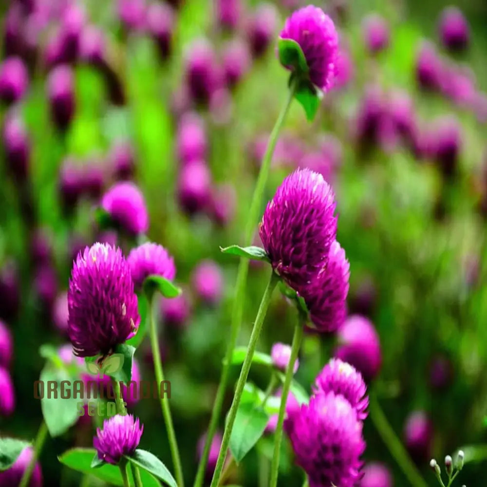 Planting And Gardening With Globe Amaranth Flower Seeds For A Vibrant Lush Garden