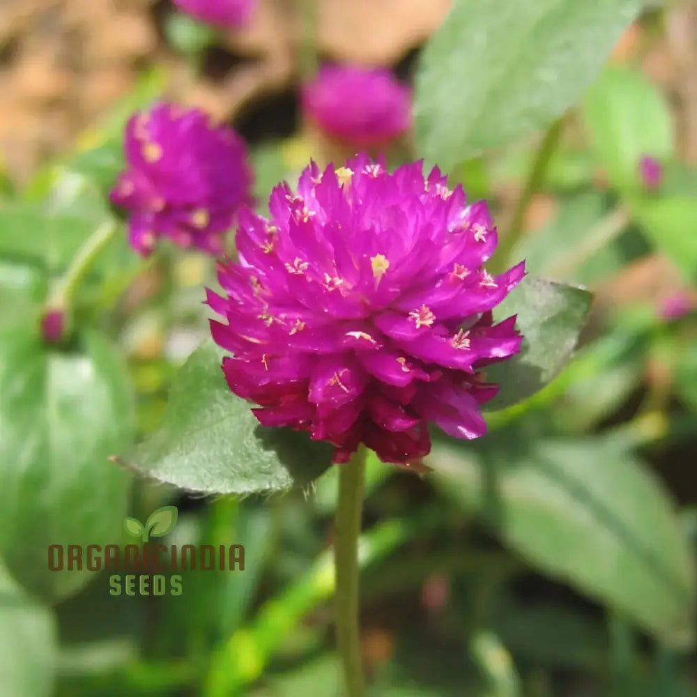 Planting And Gardening With Globe Amaranth Flower Seeds For A Vibrant Lush Garden