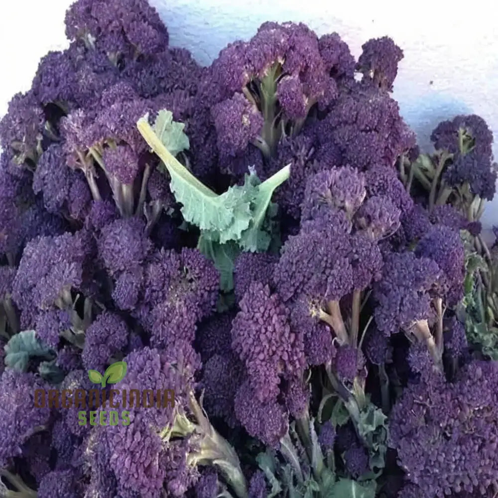 Planting And Gardening With Purple Broccoli Vegetable Seeds A Comprehensive Guide To Growing This