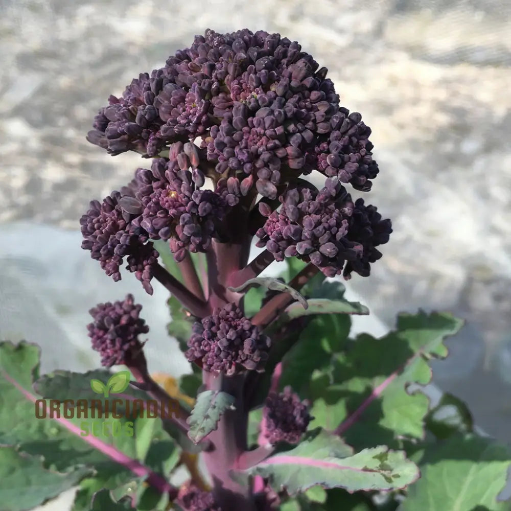 Planting And Gardening With Purple Broccoli Vegetable Seeds A Comprehensive Guide To Growing This