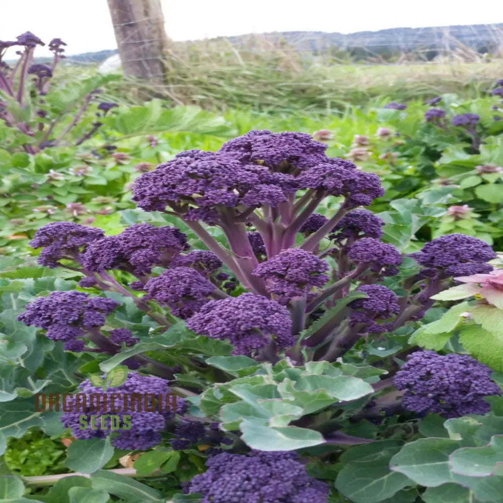 Planting And Gardening With Purple Broccoli Vegetable Seeds A Comprehensive Guide To Growing This