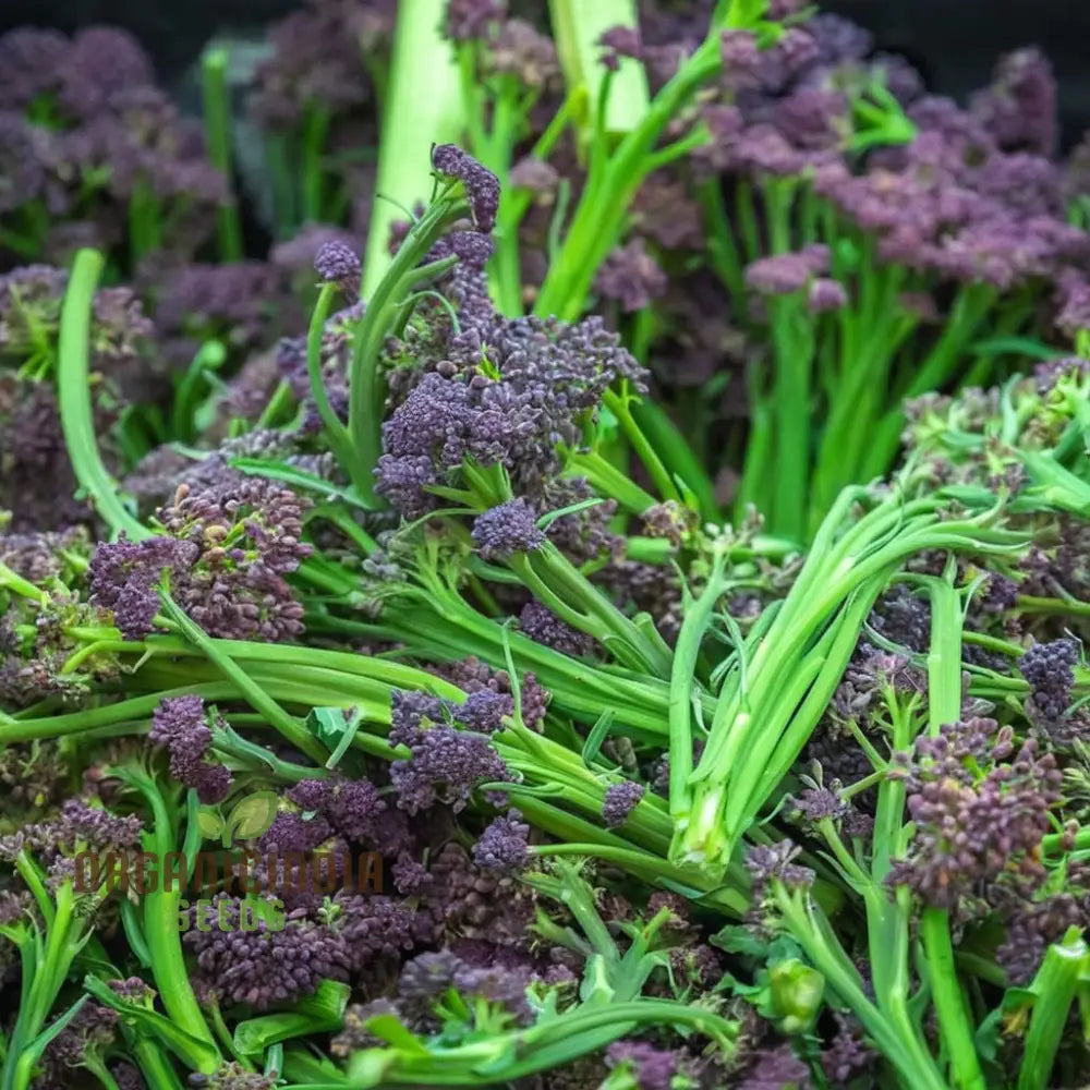 Planting And Gardening With Purple Broccoli Vegetable Seeds A Comprehensive Guide To Growing This