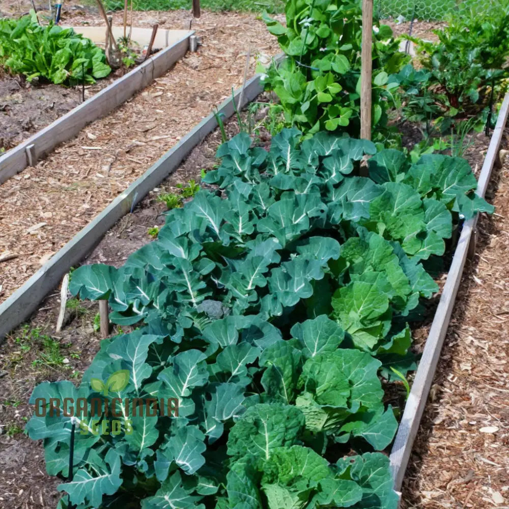 Planting And Gardening With Purple Broccoli Vegetable Seeds A Comprehensive Guide To Growing This