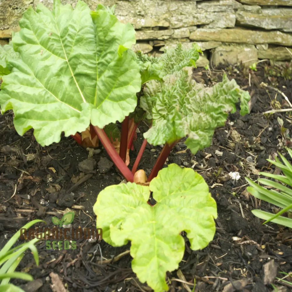 Planting And Gardening With Rhubarb Leafy Vegetable Seeds An Extensive Guide To Growing This