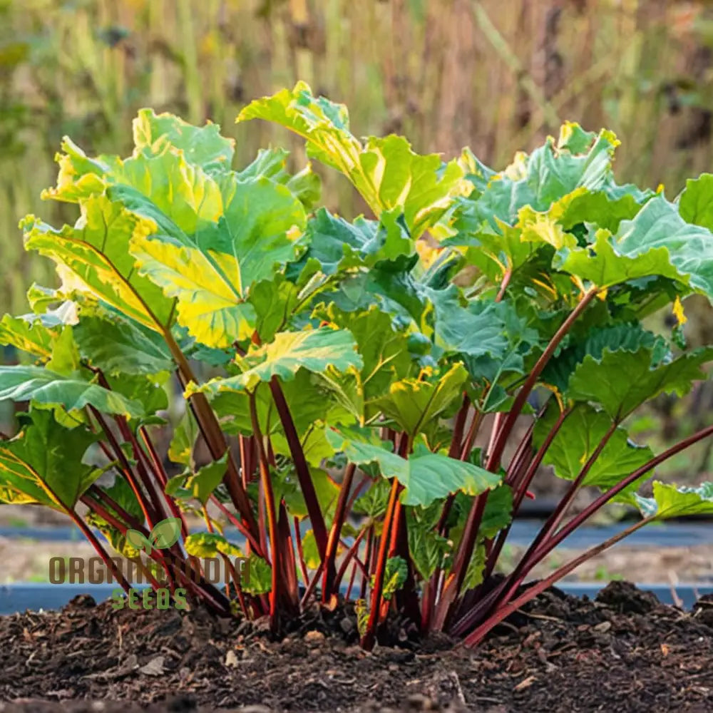 Planting And Gardening With Rhubarb Leafy Vegetable Seeds An Extensive Guide To Growing This