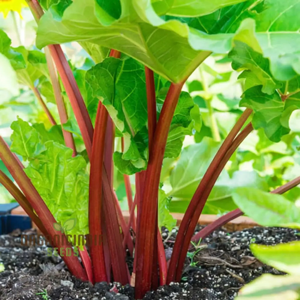 Planting And Gardening With Rhubarb Leafy Vegetable Seeds An Extensive Guide To Growing This