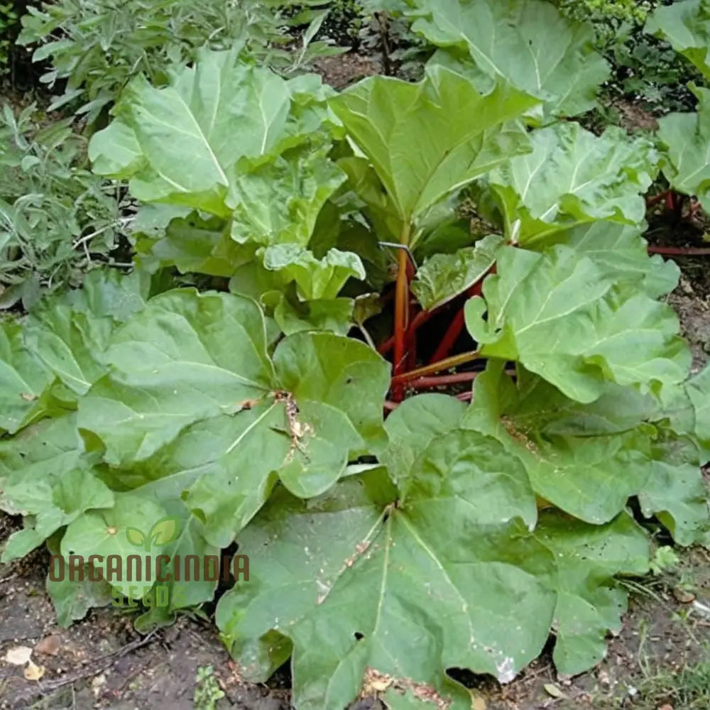 Planting And Gardening With Rhubarb Leafy Vegetable Seeds An Extensive Guide To Growing This