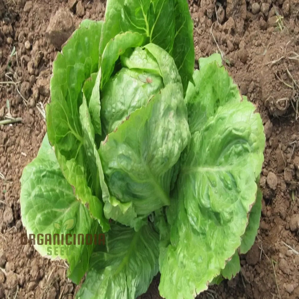 Planting And Gardening With Vegetable Lettuce ’Saladin Iceberg’ Seeds A Comprehensive Guide To