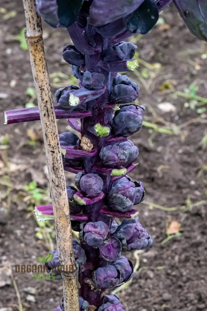 Planting And Growing Your Own Brussels Sprouts From Red Bull Seeds For A Bountiful Vegetable Garden