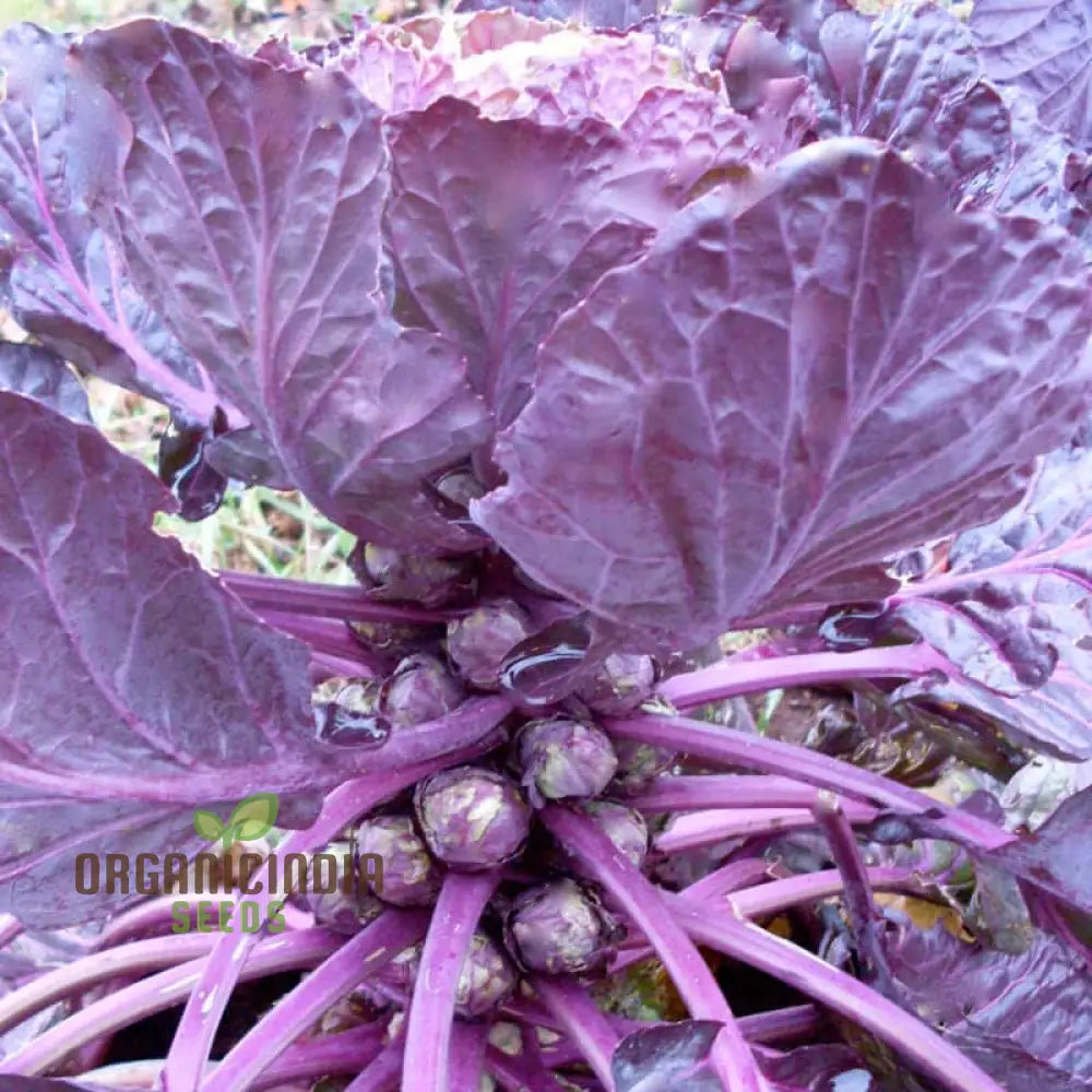 Planting And Growing Your Own Brussels Sprouts From Red Bull Seeds For A Bountiful Vegetable Garden