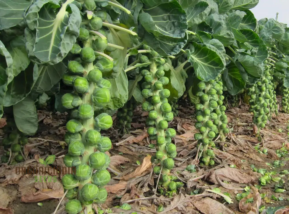 Planting And Growing Your Own Brussels Sprouts From Red Bull Seeds For A Bountiful Vegetable Garden