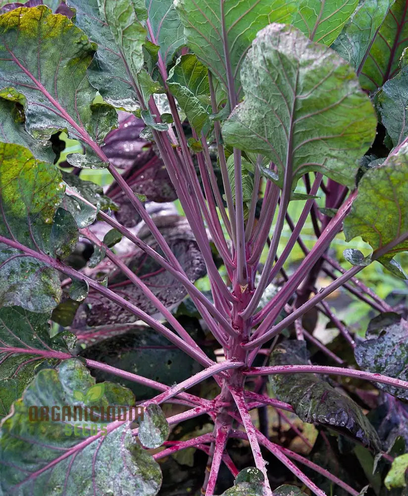 Planting And Growing Your Own Brussels Sprouts From Red Bull Seeds For A Bountiful Vegetable Garden