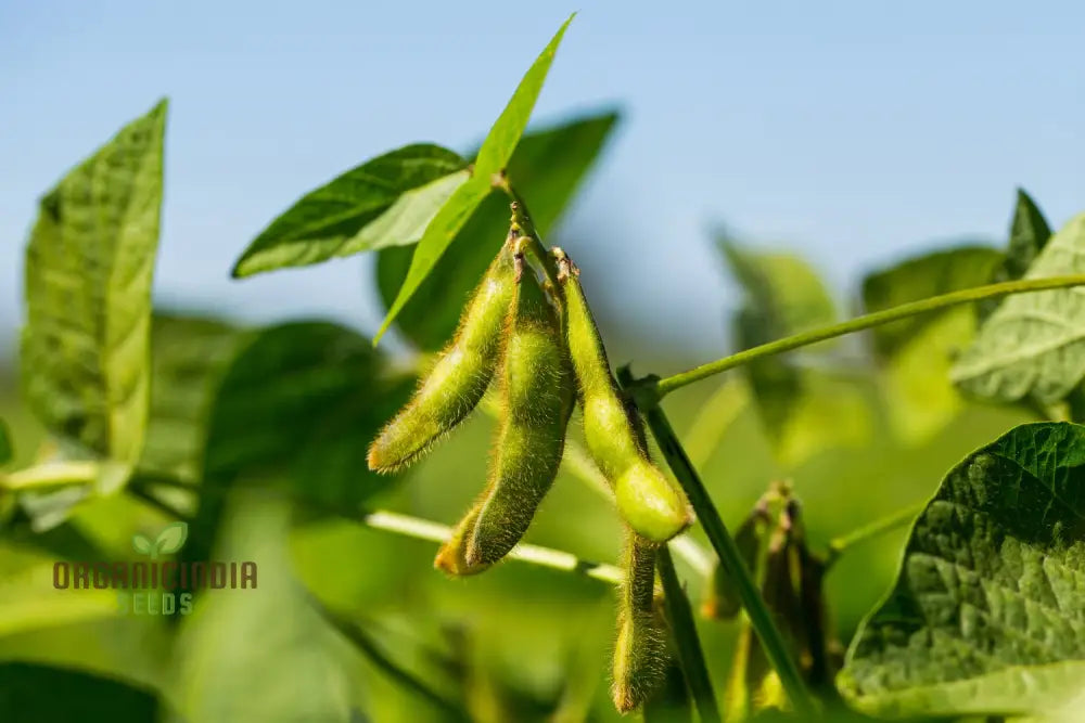 Planting Fiskeby Soybean Vegetable Seeds Comprehensive Gardening Guide For Successful Cultivation