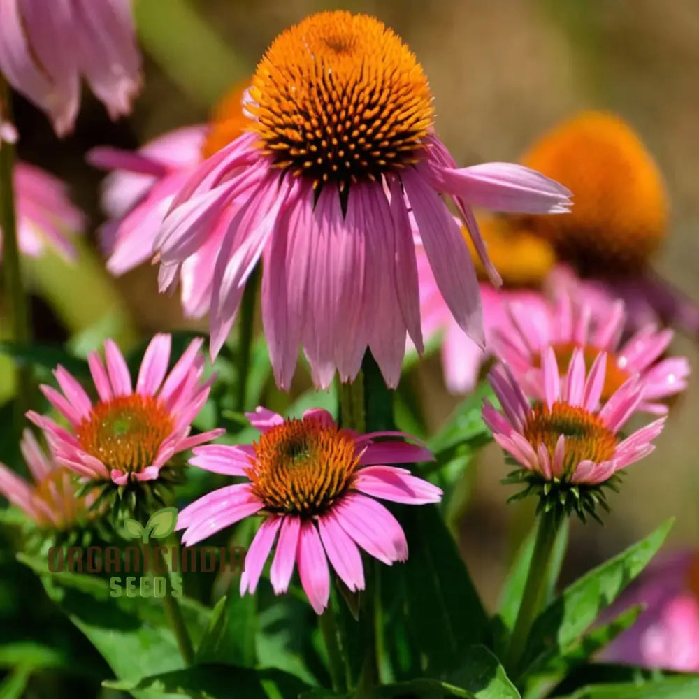 Planting Mixed Coneflower Seeds A Comprehensive Guide To Gardening With Echinacea For A Vibrant And