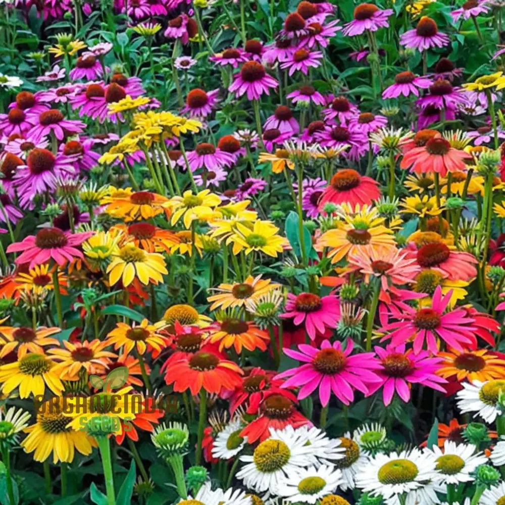 Planting Mixed Coneflower Seeds A Comprehensive Guide To Gardening With Echinacea For A Vibrant And