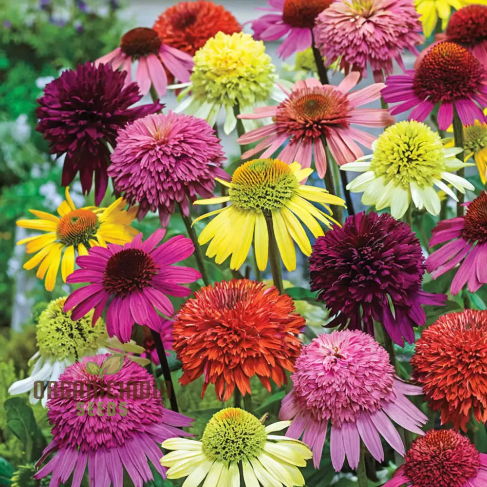 Planting Mixed Coneflower Seeds A Comprehensive Guide To Gardening With Echinacea For A Vibrant And