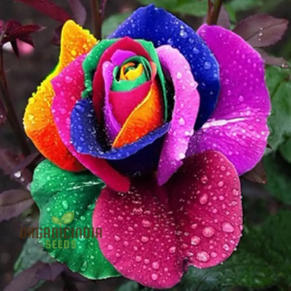 Planting Rare Holland Rainbow Rose Seeds - 100 Pcs Flower Seeds