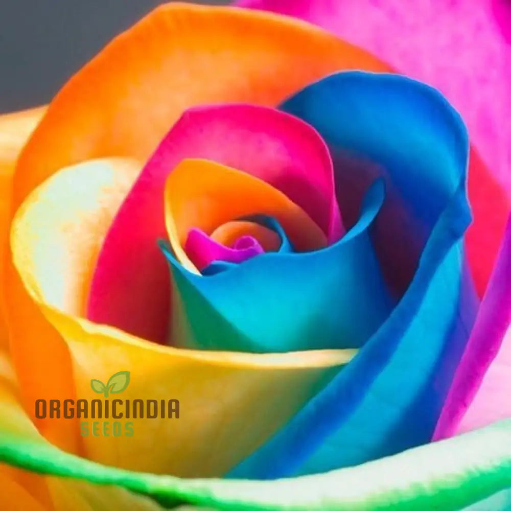 Planting Rare Holland Rainbow Rose Seeds - 100 Pcs Flower Seeds