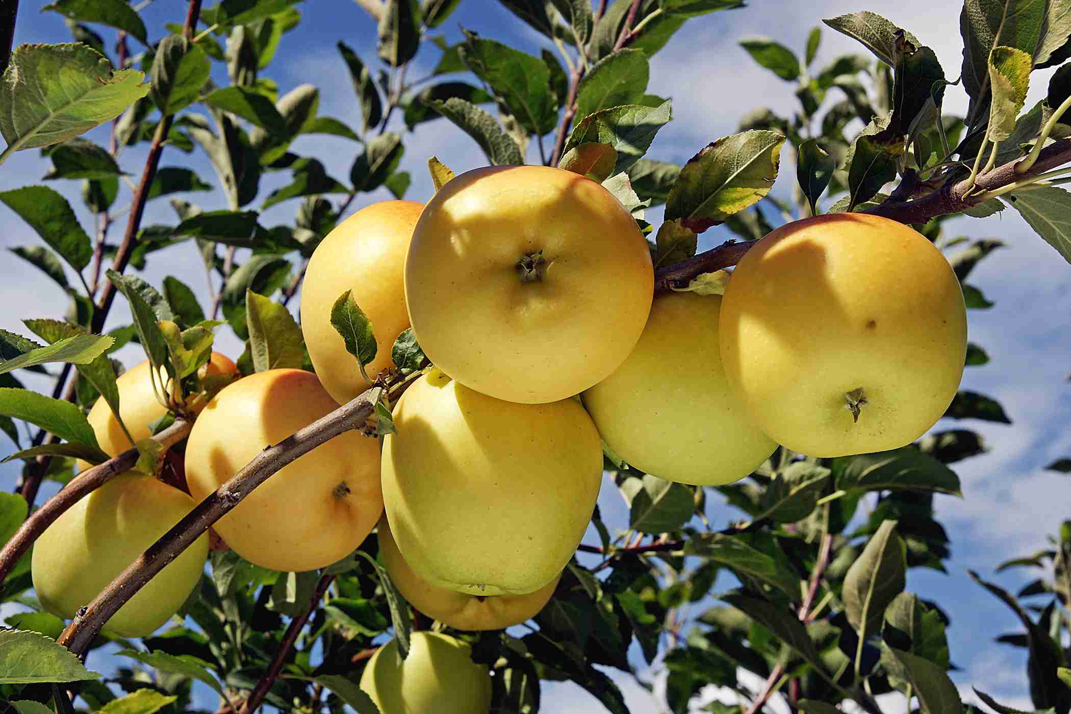 Dorsett Golden Apple Seeds for Planting – Sweet, Crisp & Early-Ripening Apple Trees