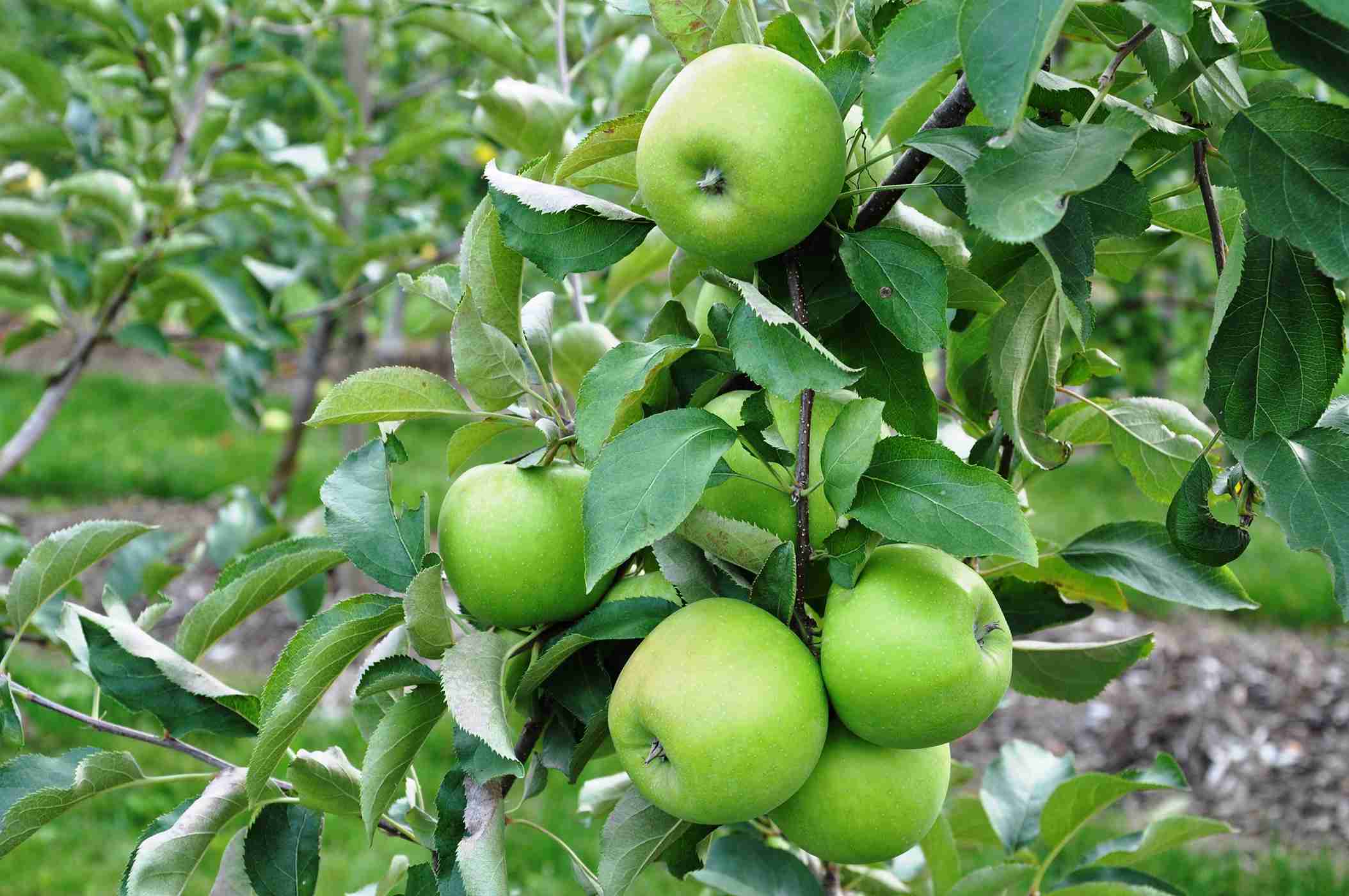 Granny Smith Apple Seeds for Planting – Grow Crisp & Tart Green Apples