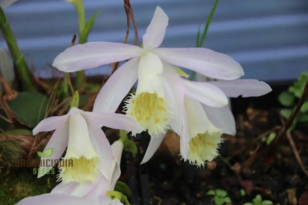 Pleione Orchid Seeds – Elevate Your Gardening With Exotic Stunning Blooms And Unique Elegance!