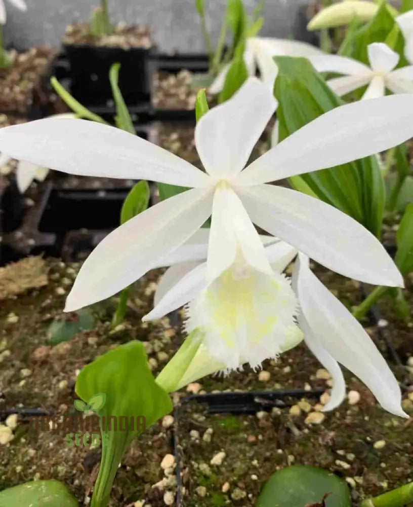 Pleione Orchid Seeds – Elevate Your Gardening With Exotic Stunning Blooms And Unique Elegance!