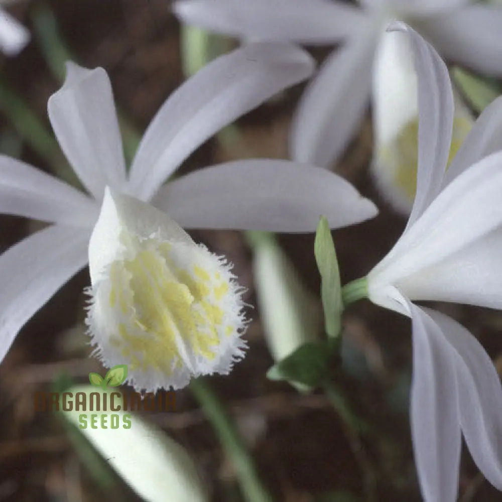 Pleione Orchid Seeds – Elevate Your Gardening With Exotic Stunning Blooms And Unique Elegance!