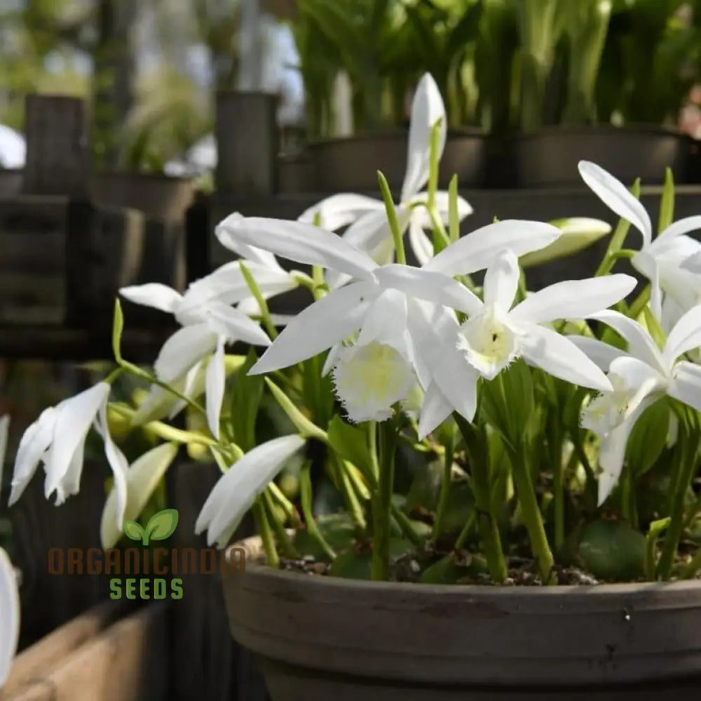 Pleione Orchid Seeds – Elevate Your Gardening With Exotic Stunning Blooms And Unique Elegance!