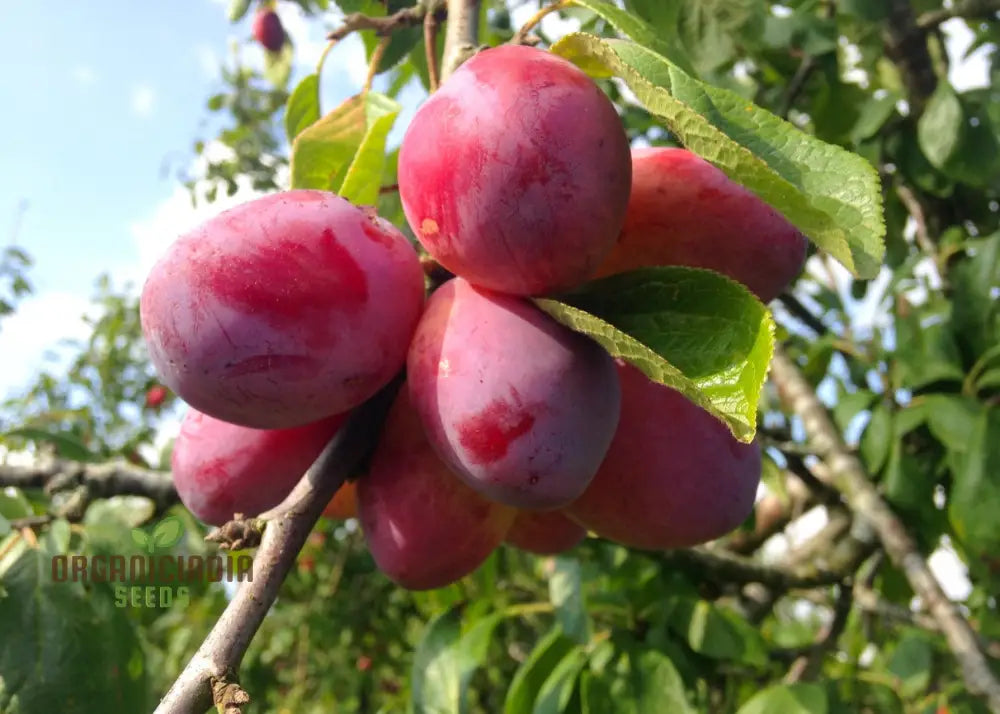 Plum Victoria Seeds For Planting Your Garden | Buy Online