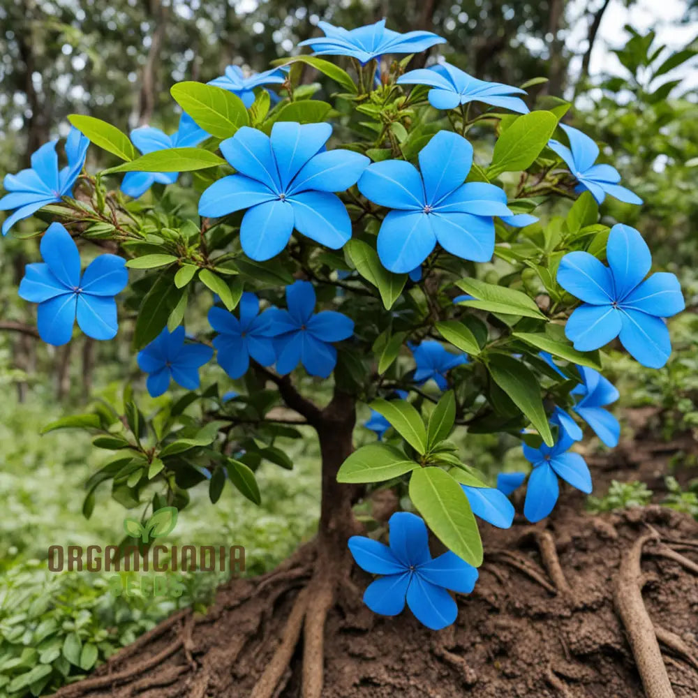 Plumbago Flower Seeds - Stunning Blue Blossoms For Vibrant Garden Beauty Annuals