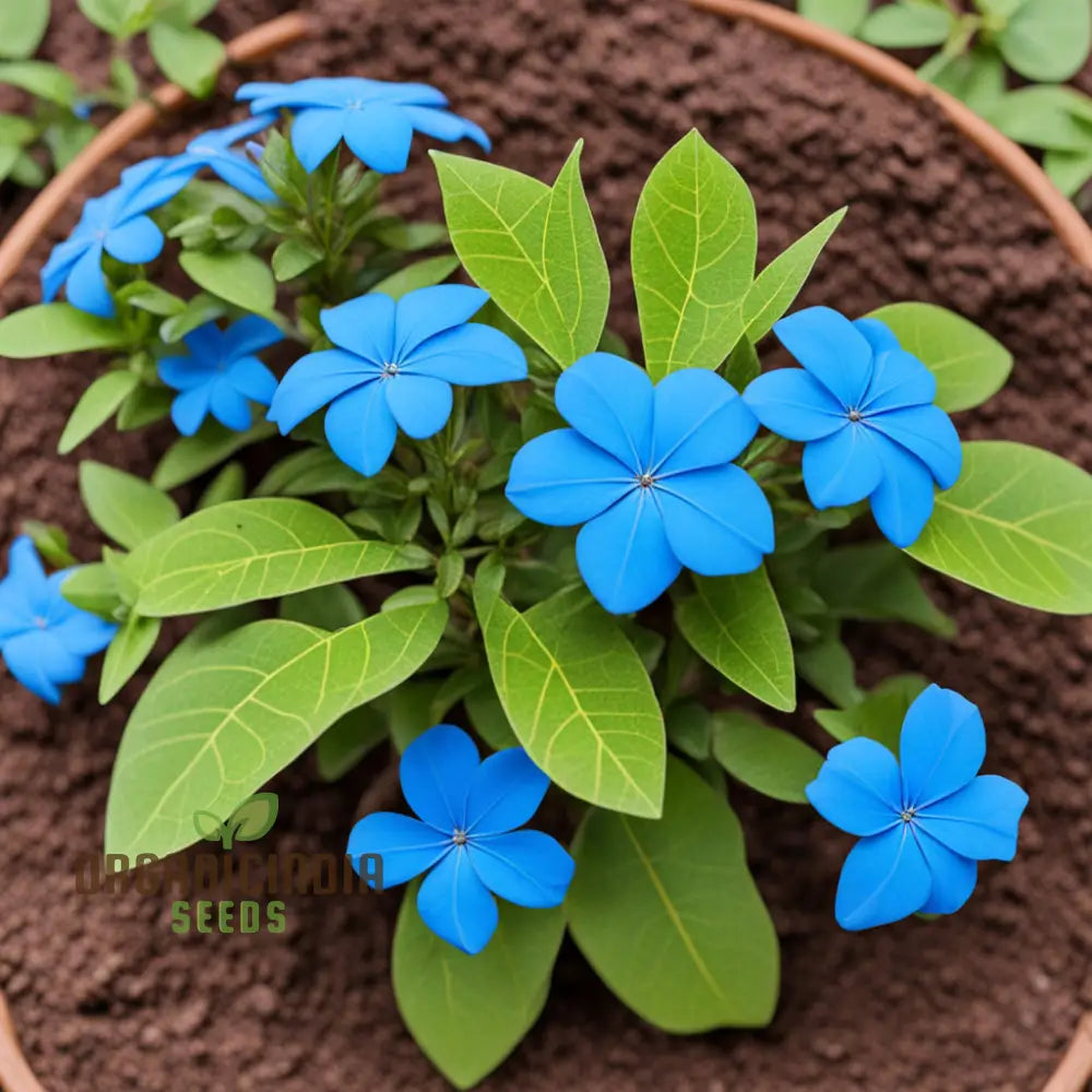 Plumbago Flower Seeds - Stunning Blue Blossoms For Vibrant Garden Beauty Annuals