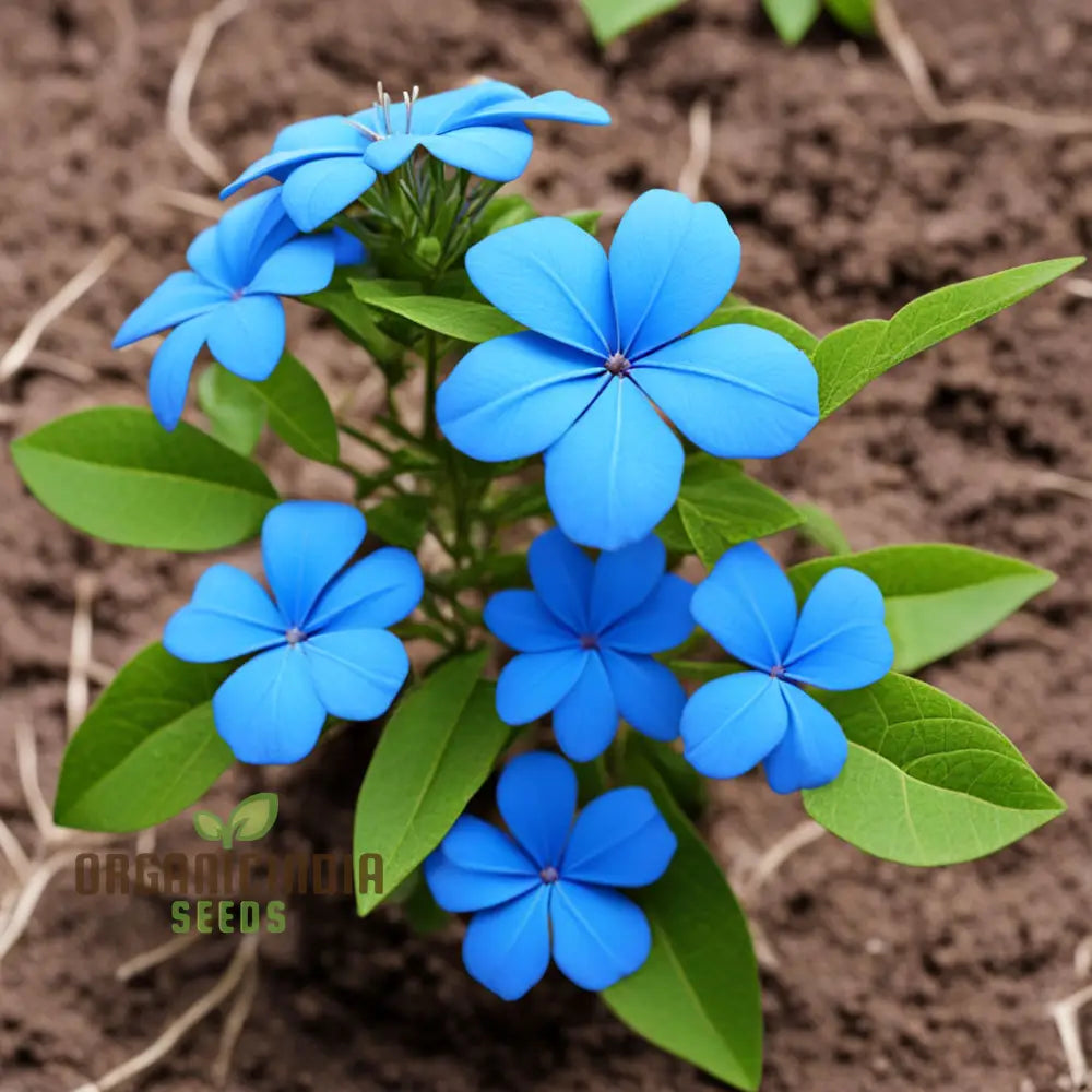 Plumbago Flower Seeds - Stunning Blue Blossoms For Vibrant Garden Beauty Annuals