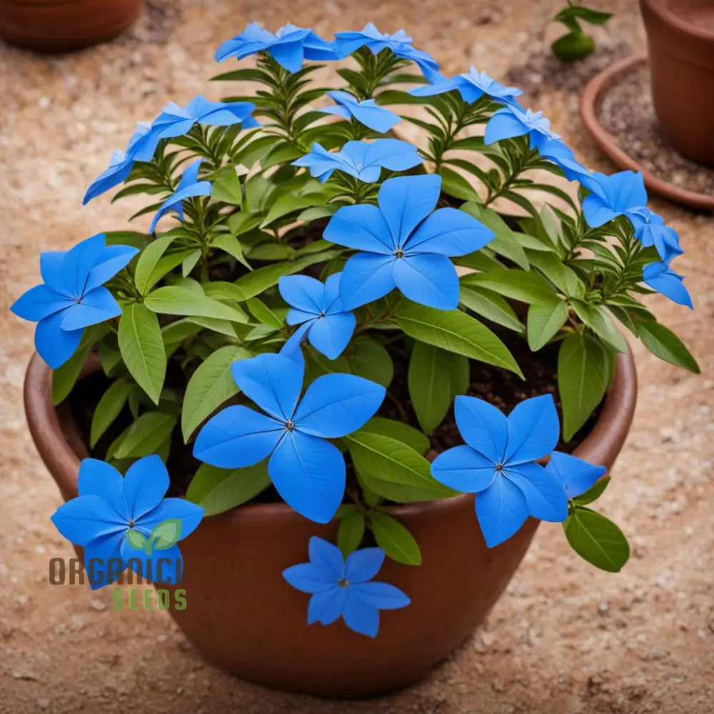 Plumbago Flower Seeds - Stunning Blue Blossoms For Vibrant Garden Beauty Annuals