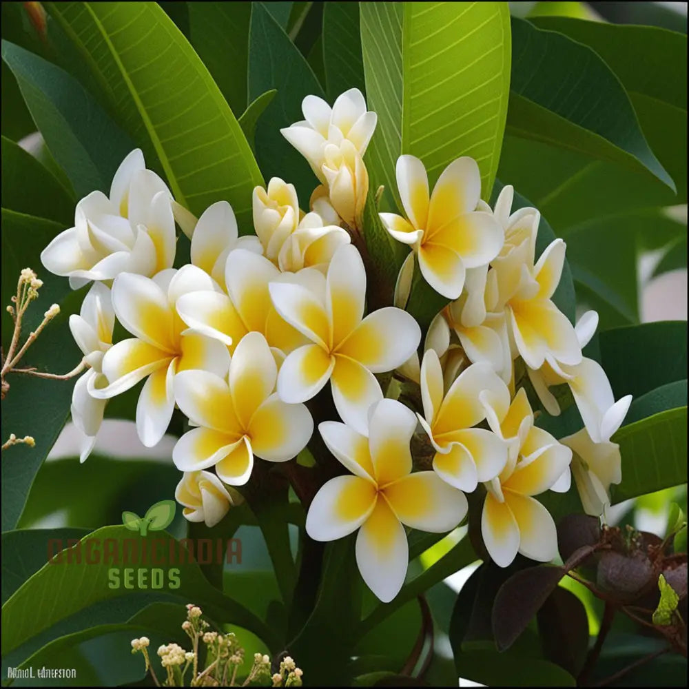 Plumeria Rubra Flower Seeds Exotic Blooms For Stunning Garden Displays Premium Planting And