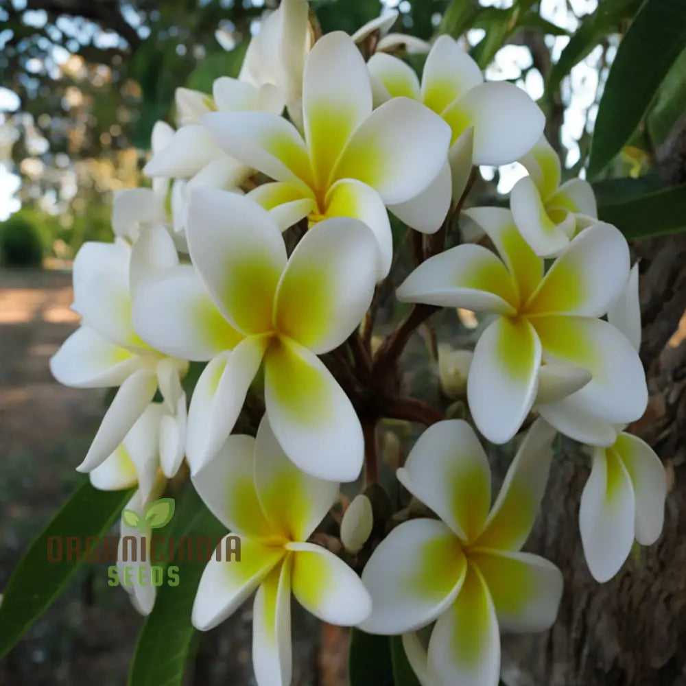 Plumeria Rubra Flower Seeds Exotic Blooms For Stunning Garden Displays Premium Planting And