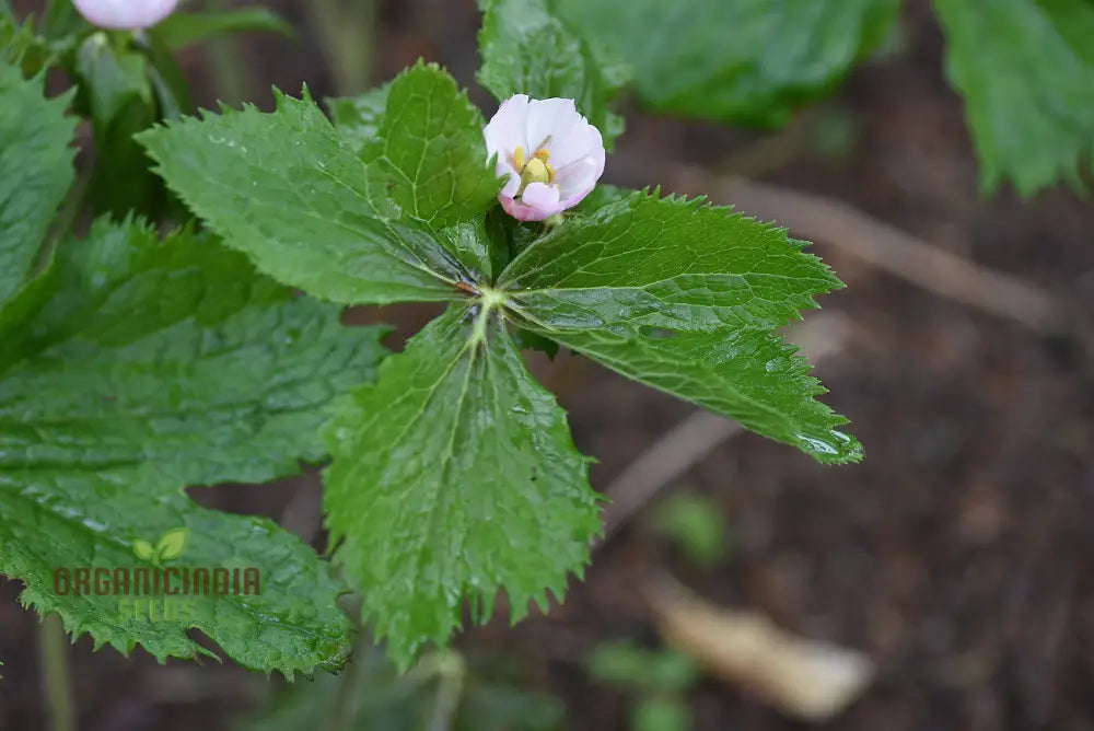 Podophyllum Hexandrum (Emodi) Seeds – Elevate Your Gardening Experience With Unique And Striking