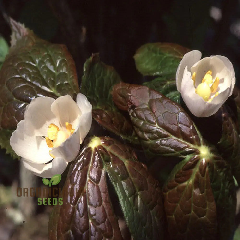 Podophyllum Hexandrum (Emodi) Seeds – Elevate Your Gardening Experience With Unique And Striking