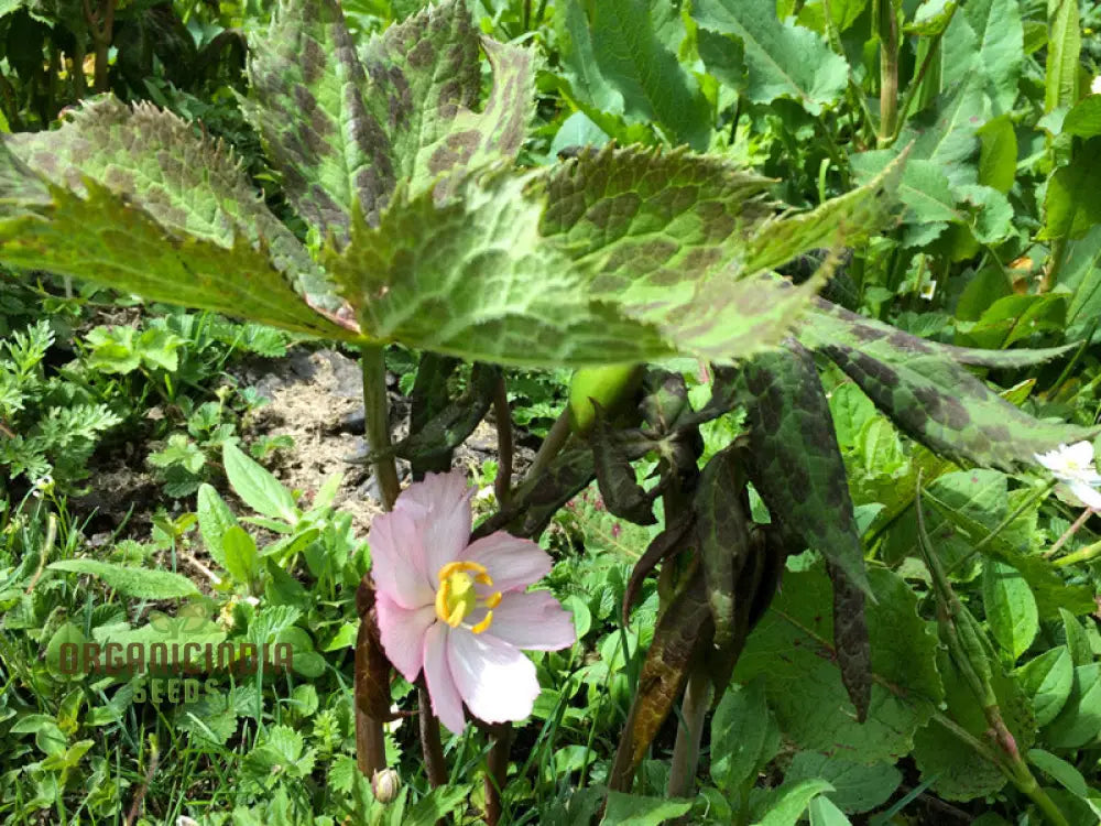 Podophyllum Hexandrum (Emodi) Seeds – Elevate Your Gardening Experience With Unique And Striking