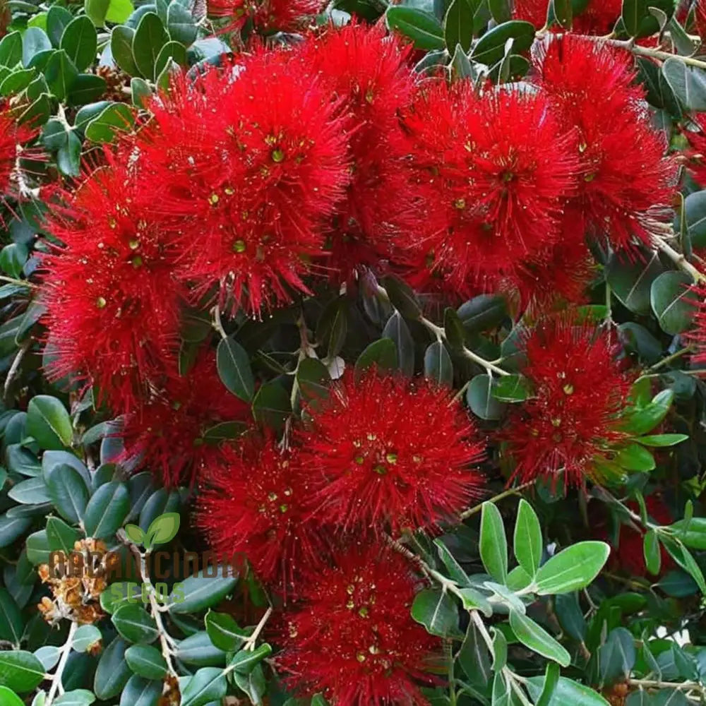 Pohutukawa Seeds – Elevate Your Gardening Experience With Stunning Blooms Perennials