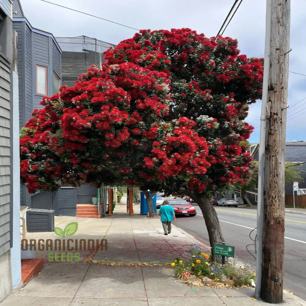 Pohutukawa Seeds – Elevate Your Gardening Experience With Stunning Blooms Perennials