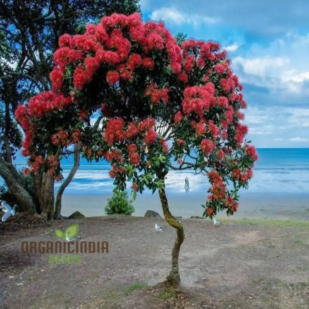 Pohutukawa Seeds – Elevate Your Gardening Experience With Stunning Blooms Perennials