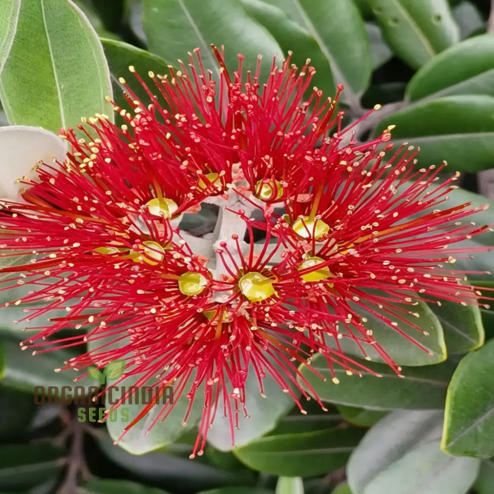 Pohutukawa Seeds – Elevate Your Gardening Experience With Stunning Blooms Perennials