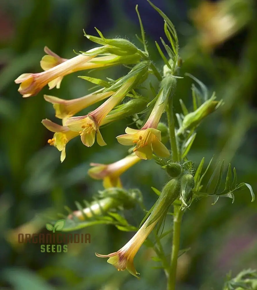 Polemonium Pauciflorum ’Sulphur Trumpets’ Seeds – Elevate Your Gardening With Exquisite