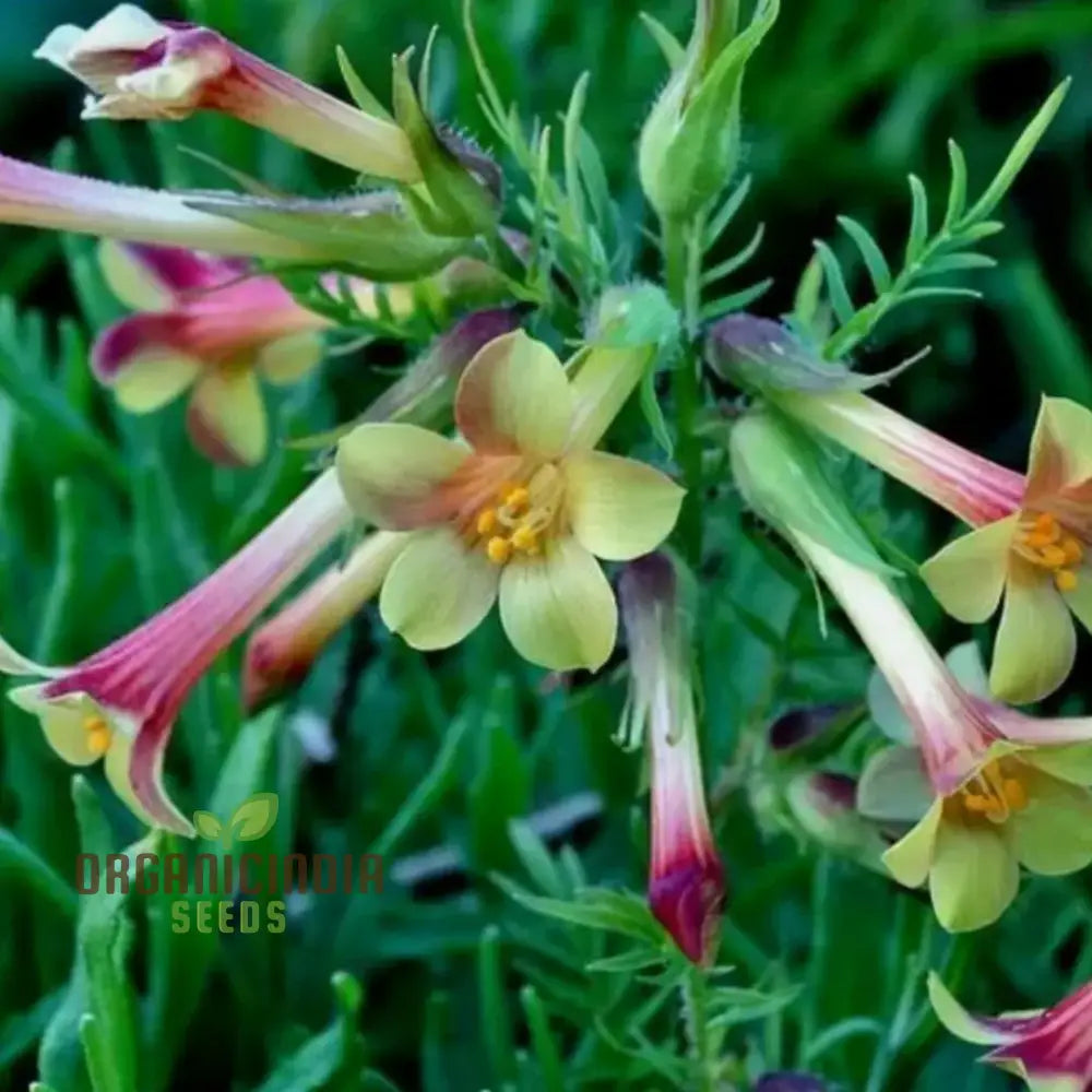 Polemonium Pauciflorum ’Sulphur Trumpets’ Seeds – Elevate Your Gardening With Exquisite