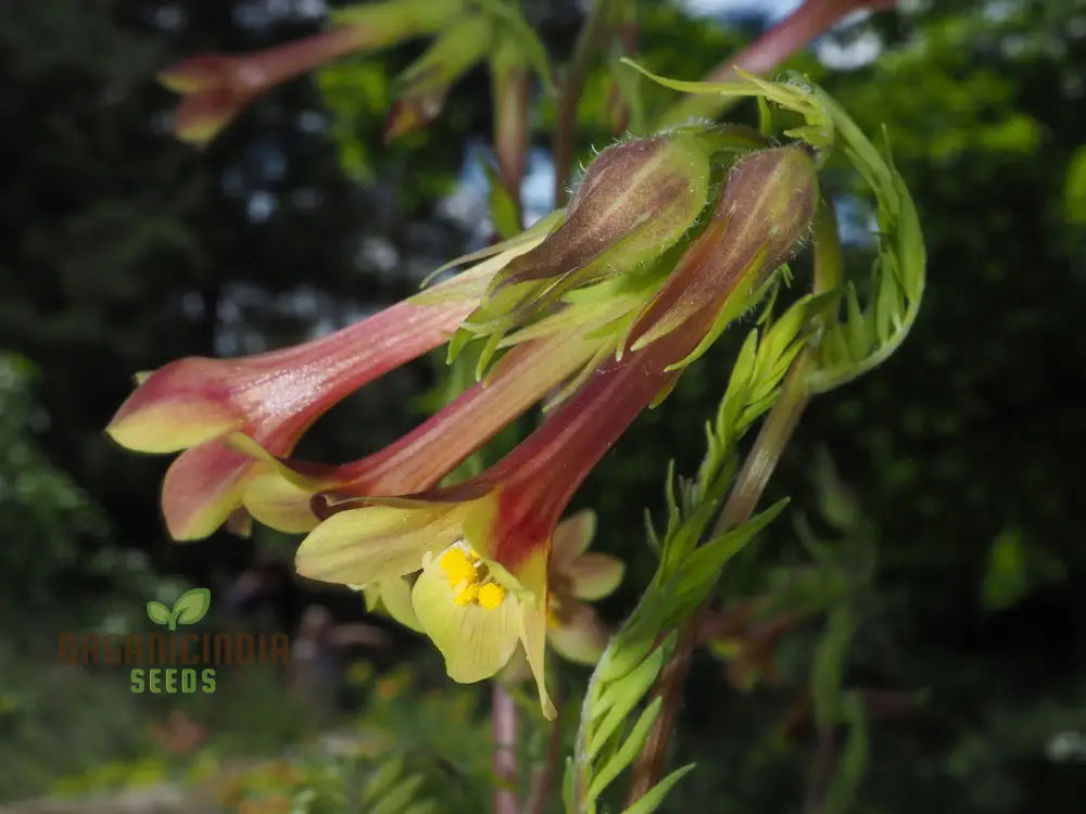 Polemonium Pauciflorum ’Sulphur Trumpets’ Seeds – Elevate Your Gardening With Exquisite