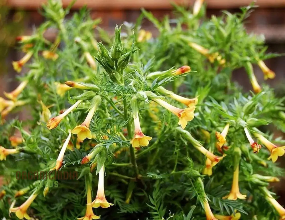 Polemonium Pauciflorum ’Sulphur Trumpets’ Seeds – Elevate Your Gardening With Exquisite